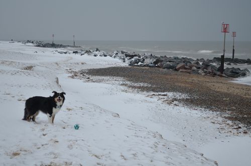 Alfie 051212 Alfie 051212