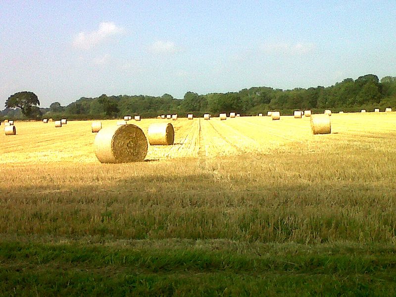 September fields Runham, Norfolk 030912
